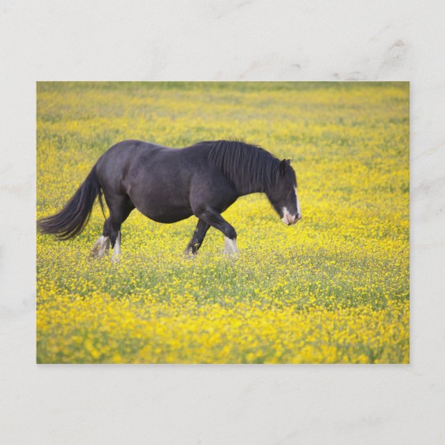 A Horse Walking In A Field Of Yellow Flowers Postcard (Front)