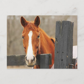 A Horse Wearing A Blanket At The Corner Fencepost Postcard