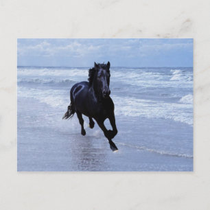 A horse wild and free postcard