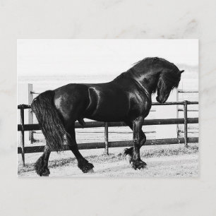 A horses humility postcard