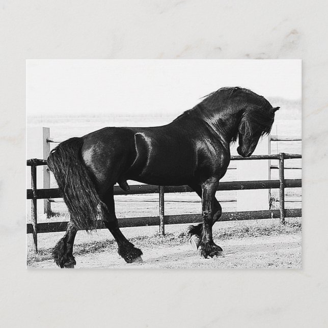 A horses humility postcard (Front)
