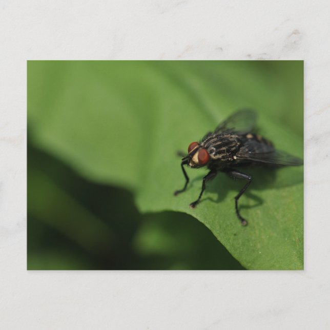 A housefly on a Green leaf Postcard (Front)