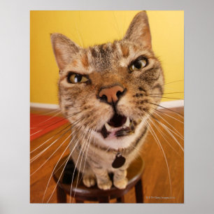 A humourous little cat sits on a stool in a poster