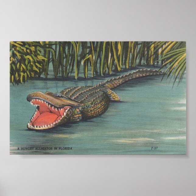 A Hungry Alligator in Florida Poster (Front)