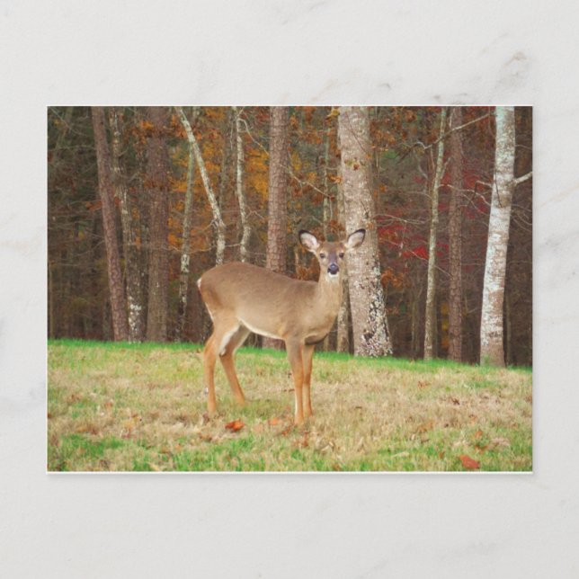 A Hunter's Dream Deer Postcard (Front)