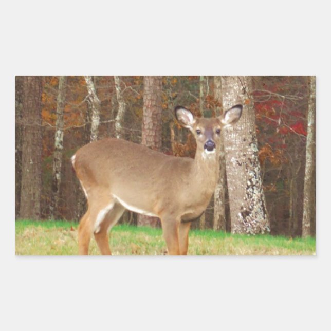 A Hunter's Dream Deer Rectangular Sticker (Front)