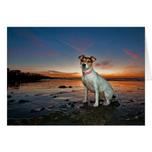 A Jack Russell Sitting Beach Brighton Beach
