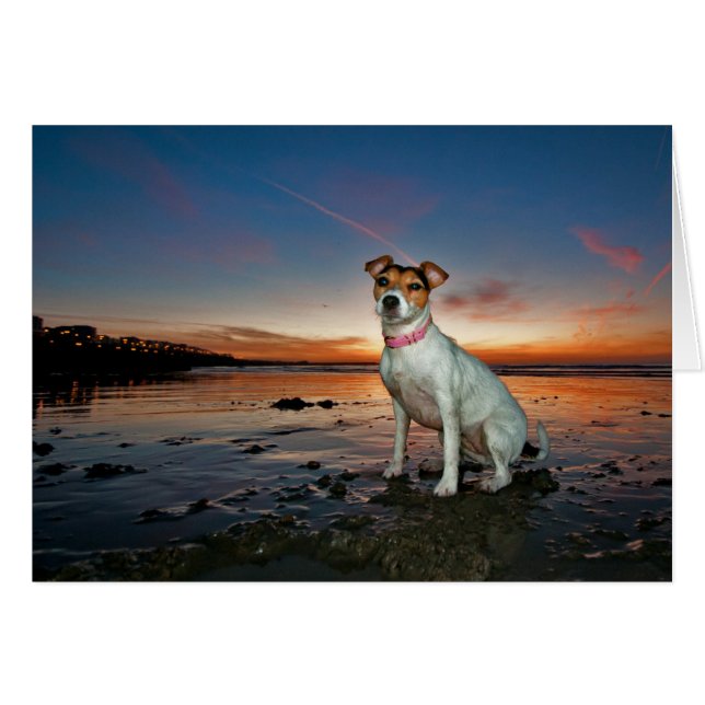 A Jack Russell Sitting Beach | Brighton Beach (Front Horizontal)