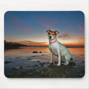 A Jack Russell Sitting Beach Brighton Beach Mouse Pad