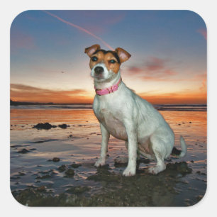 A Jack Russell Sitting Beach Brighton Beach Square Sticker