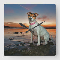 A Jack Russell Sitting Beach | Brighton Beach
