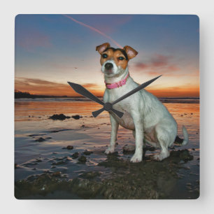 A Jack Russell Sitting Beach   Brighton Beach Square Wall Clock