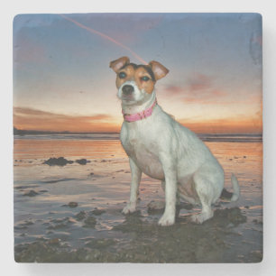 A Jack Russell Sitting Beach   Brighton Beach Stone Coaster