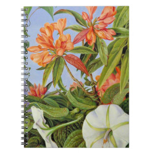 A Javan Rhododendrum and Ipomoea Notebook