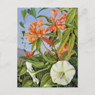 A Javan Rhododendrum and Ipomoea Postcard