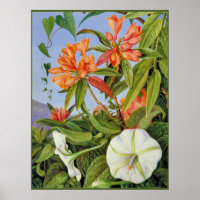 A Javan Rhododendrum and Ipomoea