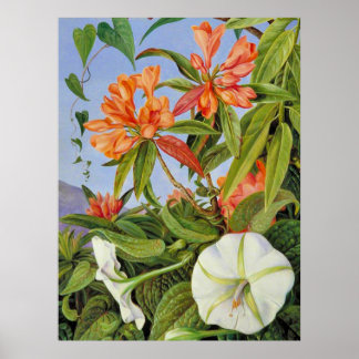 A Javan Rhododendrum and Ipomoea Poster