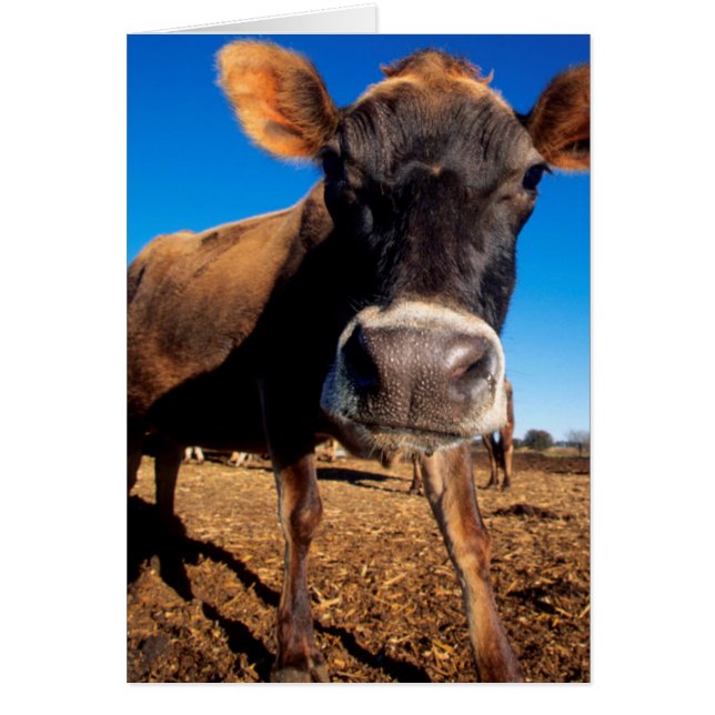 A Jersey cow being inquisitive (Front)