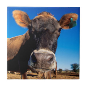 A Jersey cow being inquisitive Ceramic Tile