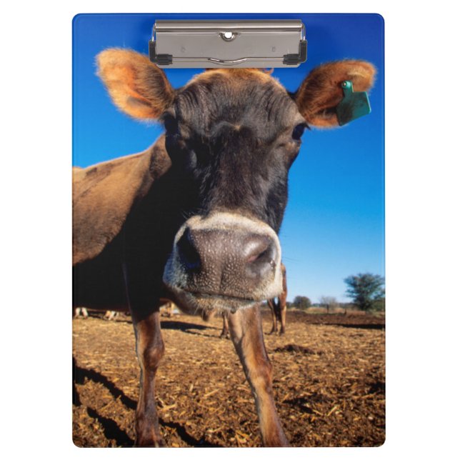 A Jersey cow being inquisitive Clipboard (Front)