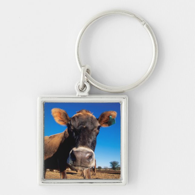 A Jersey cow being inquisitive Key Ring (Front)