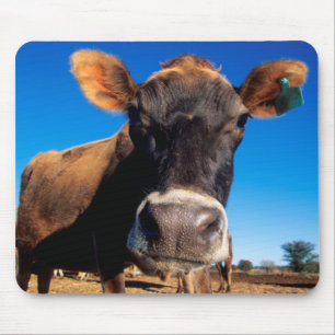 A Jersey cow being inquisitive Mouse Pad