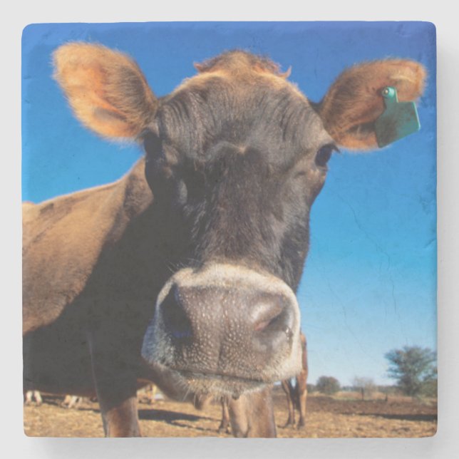A Jersey cow being inquisitive Stone Coaster (Front)