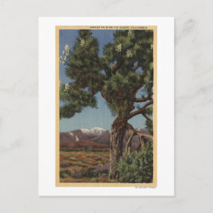 A Joshua Palm in Bloom in Californian Desert Postcard