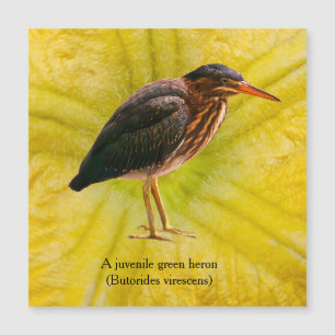 A juvenile Green Heron (Butorides virescens)