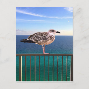 A juvenile large white-headed gull postcard