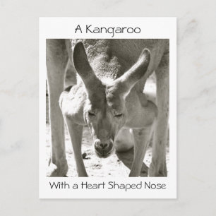 A Kangaroo With a Heart Shaped Nose Postcard