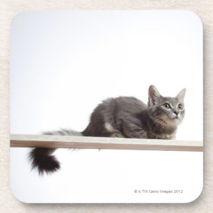A kitten of Saiberian cat on the board Coaster