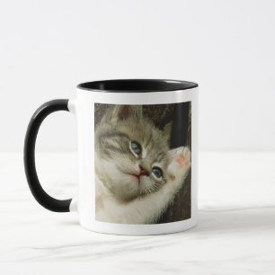 A kitten, with large blue eyes, lays on it's mug