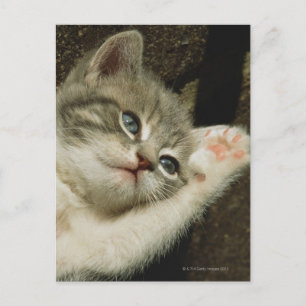 A kitten, with large blue eyes, lays on it's postcard