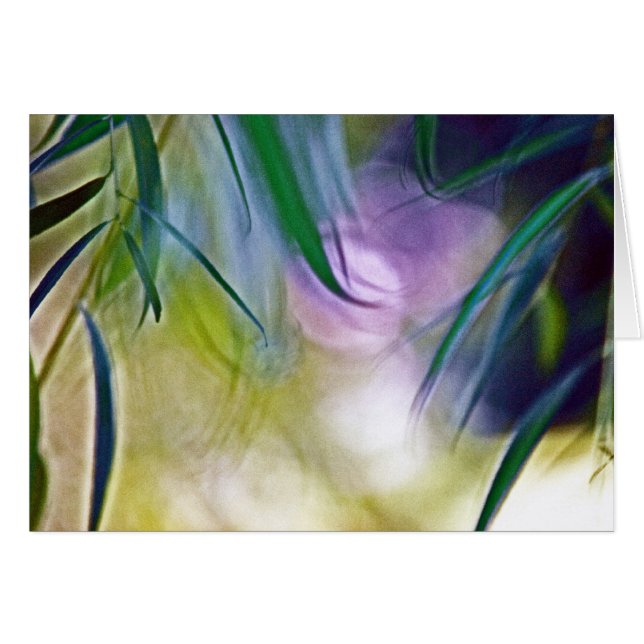 A Lack of Focus (Front Horizontal)