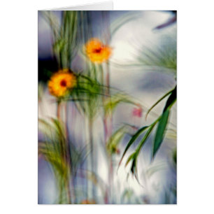A Lack of Focus-Flowers