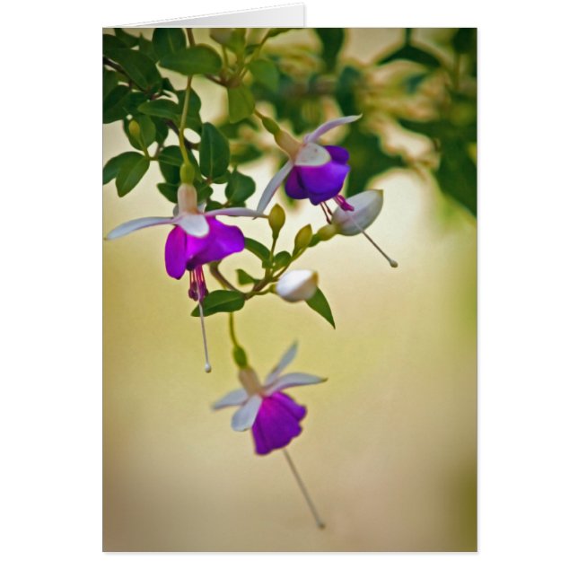 A Lack Of Focus-Fuchsia (Front)