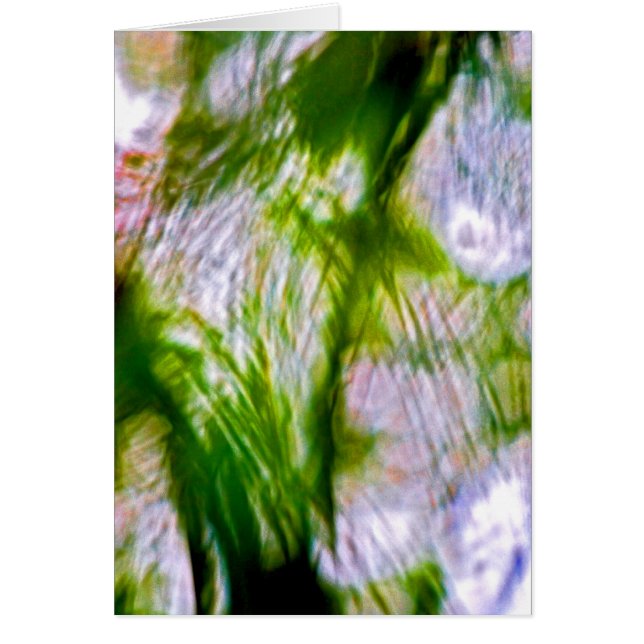 A Lack of Focus-Willow (Front)