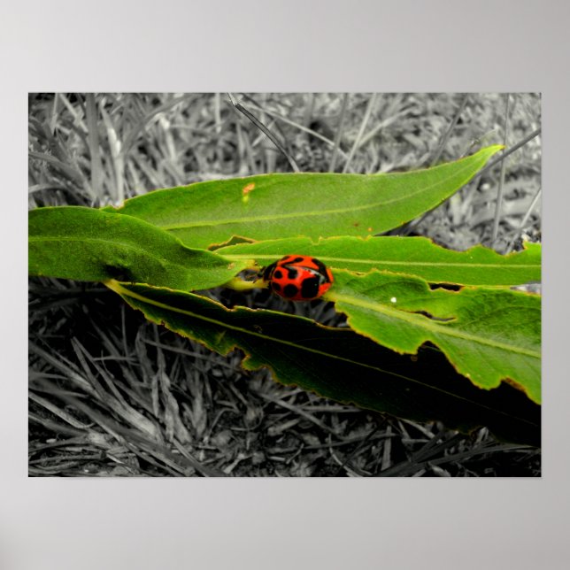 A Ladybug on Leaves Poster (Front)