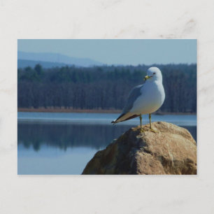 A Lake Champlain Sea Gull Postcard