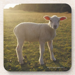 A Lamb at the Setting of the Sun Sweden Coaster