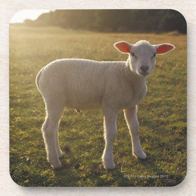 A Lamb at the Setting of the Sun Sweden Coaster (Front)