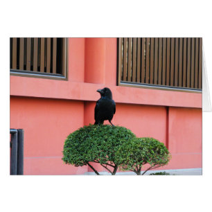 A Large-Billed Jungle Crow A Perch On A Cloud Tree
