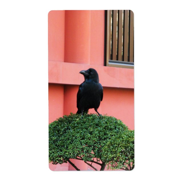 A Large-Billed Jungle Crow A Perch On A Cloud Tree (Front)