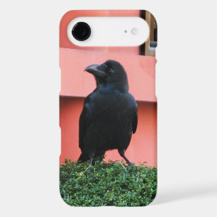 A Large-Billed Jungle Crow A Perch On A Cloud Tree