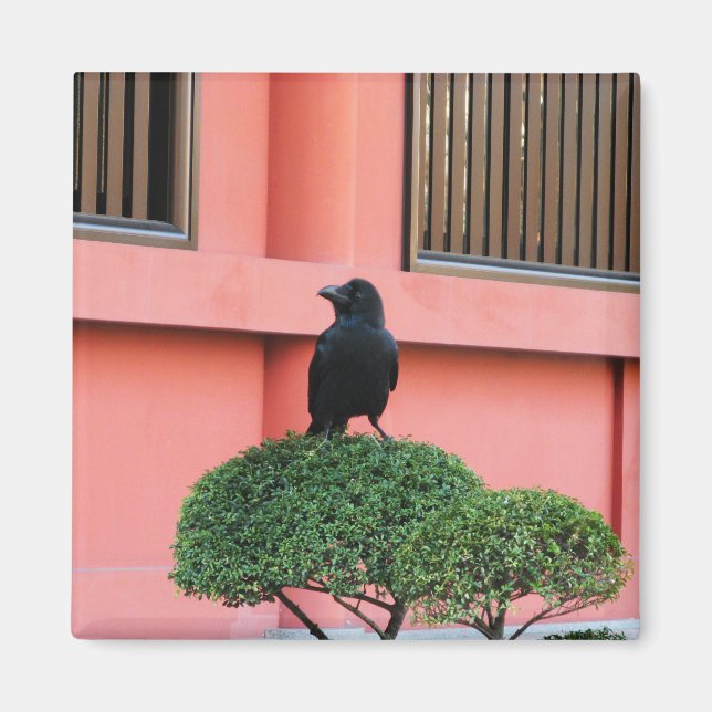 A Large-Billed Jungle Crow A Perch On A Cloud Tree Magnet (Front)