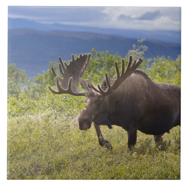 A large bull moose stands among willows ceramic tile (Front)