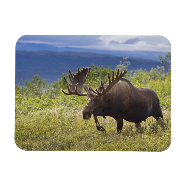 A large bull moose stands among willows magnet (Horizontal)