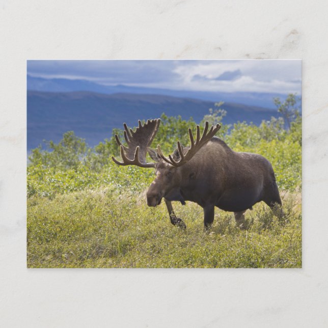A large bull moose stands among willows postcard (Front)