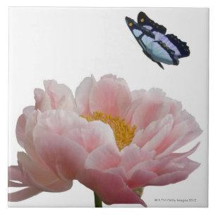 a large pink peony is visited by a ethereal ceramic tile